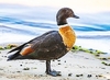 Australian shelduck (Tadorna tadornoides)