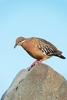 Galápagos dove (Zenaida galapagoensis)