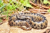 Lataste's viper (Vipera latastei)