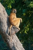 Yellow baboon (Papio cynocephalus)