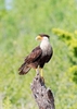 Crested caracara (Polyborus plancus)