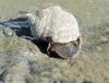 Common periwinkle (Littorina littorea)