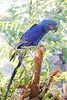 Hyacinth macaw (Anodorhynchus hyacinthinus)