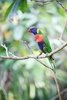 Rainbow lorikeet (Trichoglossus moluccanus)