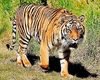 Tiger (Panthera tigris)