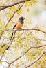 Rufous treepie (Dendrocitta vagabunda)