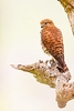 Mauritius kestrel (Falco punctatus)