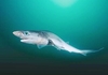 Sharpnose sevengill shark (Heptranchias perlo)