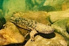 Hellbender