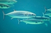 Atlantic bonito (Sarda sarda)