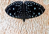 Queen cracker butterfly (Hamadryas arethusa)