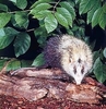 Moonrat