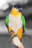 Black-headed parrot (Pionites melanocephalus)