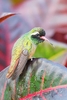 Xantus' hummingbird (Basilinna xantusii)