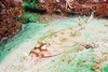 Banded guitarfish (Zapteryx exasperata)