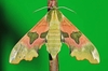 Lime hawk-moth (Mimas tiliae)