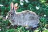 Eastern cottontail (Sylvilagus floridanus)