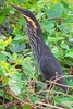 Black bittern (Ixobrychus flavicollis)