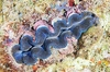 Boring clam (Tridacna crocea)