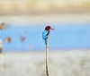 White-throated kingfisher (Halcyon smyrnensis)