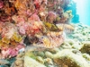 Dragon moray eel (Enchelycore pardalis)