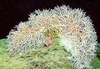 Zigzag coral (Madrepora oculata)