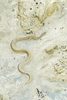 Crab-eating water snake (Fordonia leucobalia)