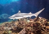 Blacktip reef shark (Carcharhinus melanopterus)