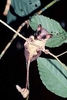 Pen-tailed tree shrew (Ptilocercus lowii)