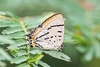 Common imperial blue (Jalmenus evagoras)