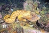 Ocean pout (Zoarces americanus)