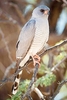Gabar goshawk (Micronisus gabar)
