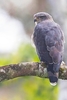 Southern banded snake eagle (Circaetus fasciolatus)
