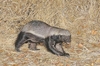 Honey badger (Mellivora capensis)