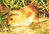 Social vole (Microtus socialis)