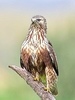 Rough-legged buzzard (Buteo lagopus)