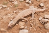 Nesterov's desert monitor (Varanus nesterovi)
