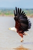 African fish eagle (Haliaeetus vocifer)
