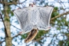 European flying squirrel (Pteromys volans)