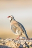 Chukar (Alectoris chukar)