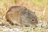 Root vole (Alexandromys oeconomus)