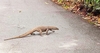 Clouded monitor (Varanus nebulosus)