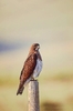 Swainson's hawk (Buteo swainsoni)