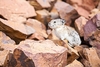 Collared pika (Ochotona collaris)