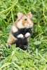 Black-bellied hamster (Cricetus cricetus)