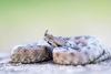 Long-nosed viper (Vipera ammodytes)