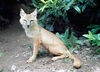 Corsac fox (Vulpes corsac)