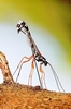 Sabre wasp (Rhyssa persuasoria)