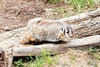 American badger (Taxidea taxus)