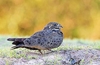 Nacunda nighthawk (Chordeiles nacunda)